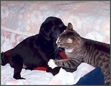 Nelly och Nisse